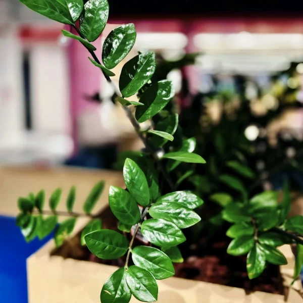 ZZ plant Zamioculcas with glossy green leaves in a wooden planter